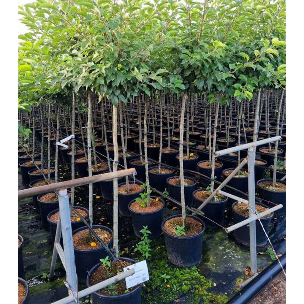 Äpple – Malus 'Evereste' - 120 CM Stem C20